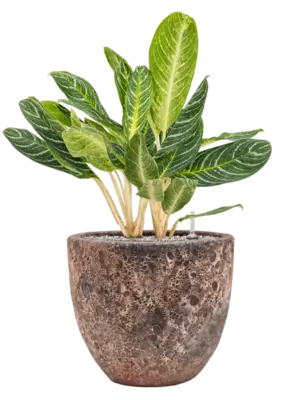 Aglaonema 'Key Lime' in Baq Lava