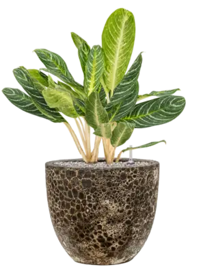 Aglaonema 'Key Lime' in Baq Lava