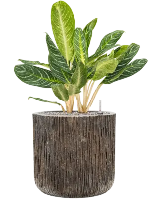 Aglaonema 'Key Lime' in Baq Luxe Lite Universe Waterfall