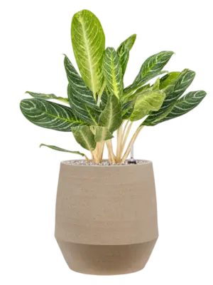 Aglaonema 'Key Lime' in Humus