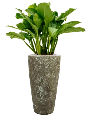 Aglaonema 'Freedman' in Baq Lava