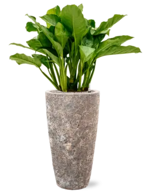 Aglaonema 'Freedman' in Baq Lava