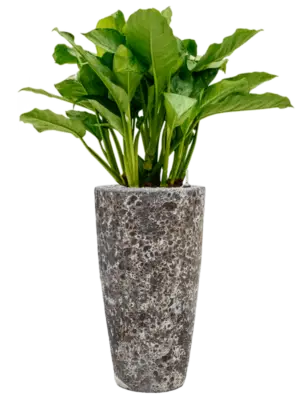 Aglaonema 'Freedman' in Baq Lava