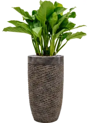 Aglaonema 'Freedman' in Baq Luxe Lite Universe Layer