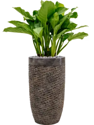 Aglaonema 'Freedman' in Baq Luxe Lite Universe Layer