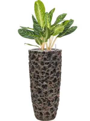Aglaonema 'Key Lime' in Baq Luxe Lite Universe Moon