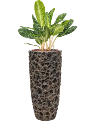 Aglaonema 'Key Lime' in Baq Luxe Lite Universe Moon
