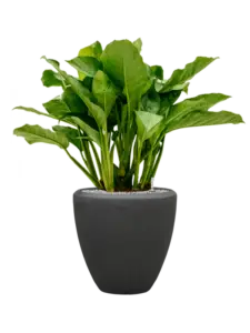 Polystone