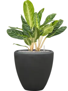 Polystone