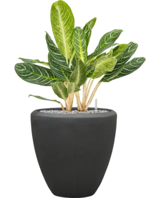 Aglaonema 'Key Lime' in Baq Polystone Plain