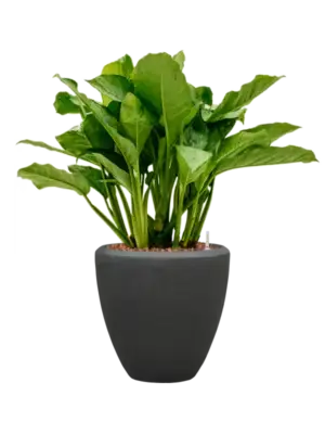 Aglaonema 'Freedman' in Baq Polystone Plain