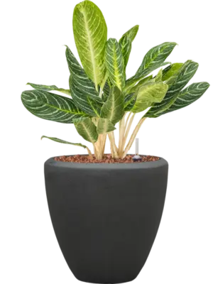 Aglaonema 'Key Lime' in Baq Polystone Plain