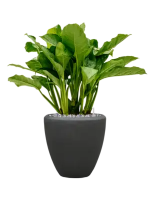 Aglaonema 'Freedman' in Baq Polystone Plain