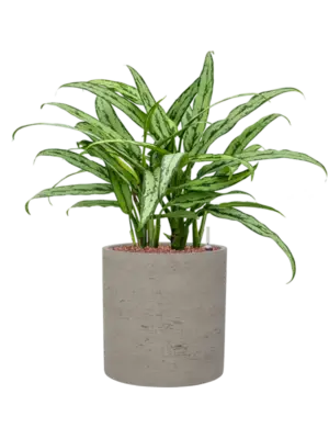 Aglaonema 'Cutlass' in Rough
