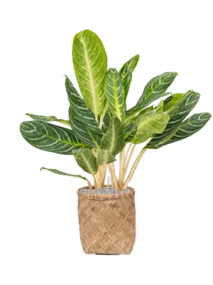 Aglaonema 'Key Lime' in Bohemian