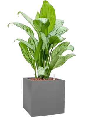 Aglaonema 'Christina' in Natural