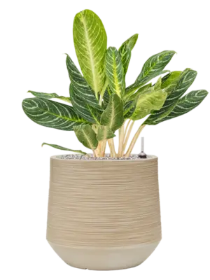 Aglaonema 'Key Lime' in Baq Dune