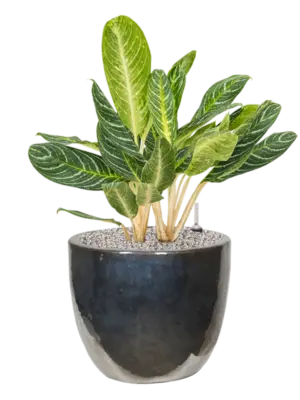 Aglaonema 'Key Lime' in Plain