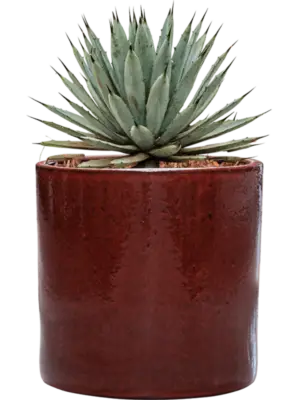 Agave macroacantha in Cylinder