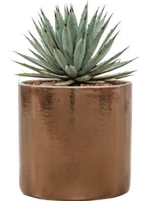 Agave macroacantha in Cylinder