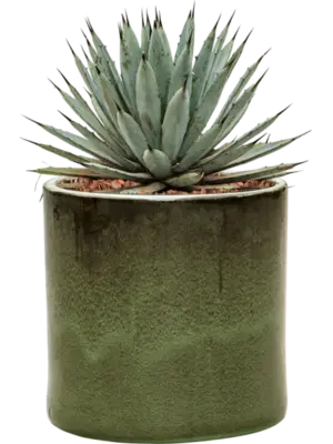 Agave macroacantha in Cylinder