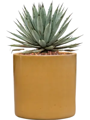 Agave macroacantha in Cylinder