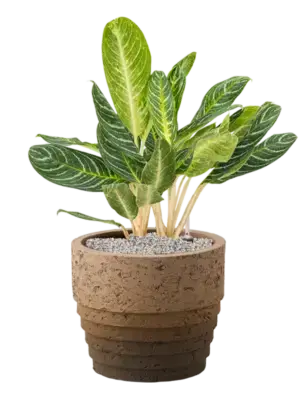 Aglaonema 'Key Lime' in Cinnamon