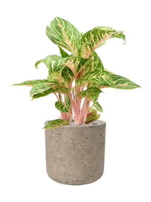 Aglaonema 'Coco Melon' in Rough