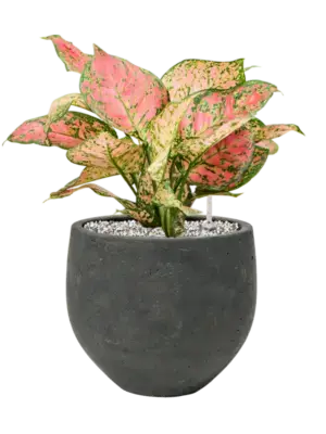 Aglaonema 'Crimson Love' in Rough