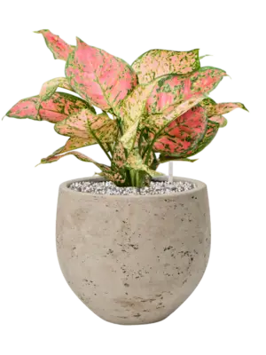 Aglaonema 'Crimson Love' in Rough