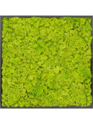 Moss Painting