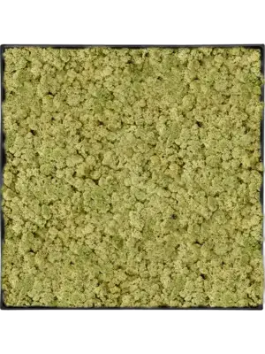 Moss Painting
