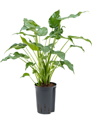 Bush