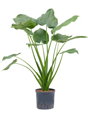 Bush