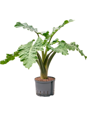 Bush
