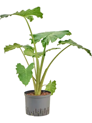 Alocasia 'Portodora'