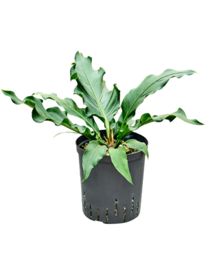 Bush (Bims)