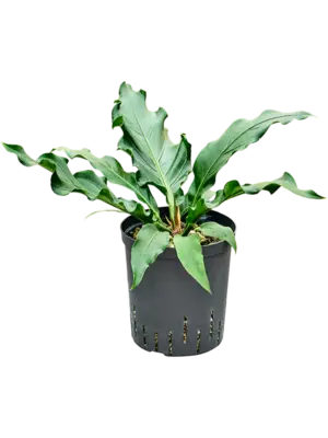 Bush (Bims)
