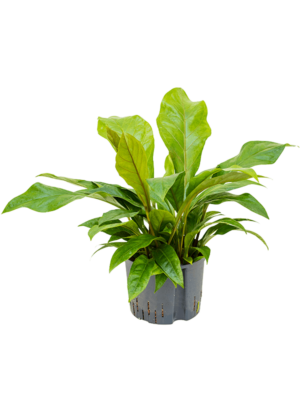 Bush