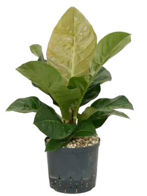 Bush (Bims)