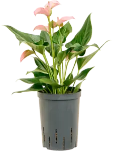 Anthurium
