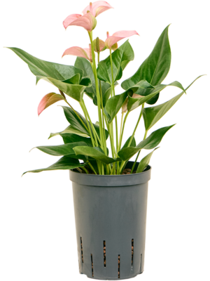 Bush Pink