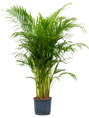 Tuft