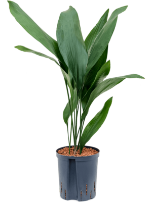 Tuft