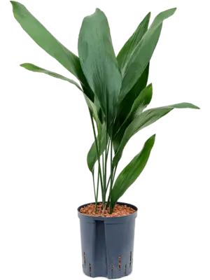 Tuft