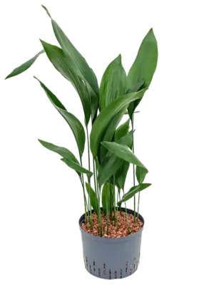 Tuft
