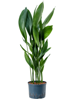 Tuft