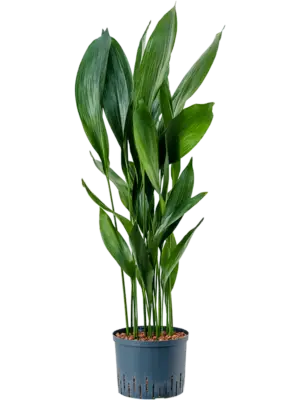 Tuft