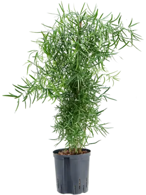Tuft