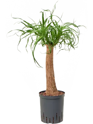 Stem (40)